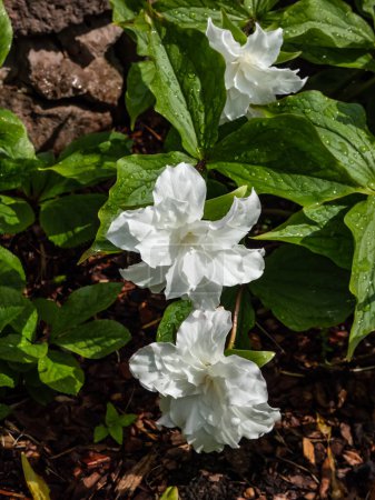 Photo for American wake-robin (Trillium grandiflorum) 'Snow bunting' flowering with solitary, brilliant-white, fully double flowers in the garden in summer after rain - Royalty Free Image