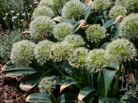 Die kleinwüchsige Zierzwiebel (Allium karataviense Regel) 'Elfenbeinkönigin' blüht mit eleganten kugelförmigen Trauben sauberer weißer Sternenblüten im Steingarten