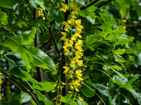 The golden chain or golden rain tree (common laburnum) flowering with the long racemes of densely packed yellow flowers in the park