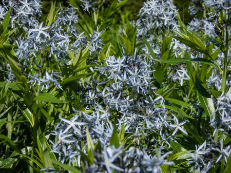 Photo for Close-up shot of the Blue star (Amsonia tabernaemontana) flowering with terminal, pyramidal clusters of soft light blue, star-like flowers in late spring - Royalty Free Image