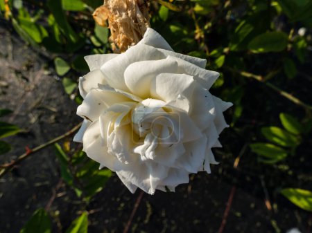 Close-up shot of the English Shrub Rose Bred By David Austin 'Susan Williams - Ellis' flowering with beautiful full white flowers in bright sunlight in the garden. White rose
