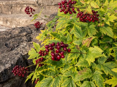 Macro shot de plante vénéneuse la canneberge rouge ou chinaberry (Actaea rubra) avec des baies rouge vif avec des points noirs sur eux entourés de feuilles vertes en plein soleil