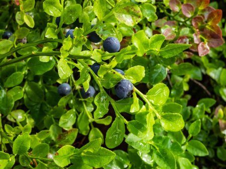 Beautiful and scenic macro view of perfect ripe, blue European blueberries or bilberries (Vaccinium myrtillus) fruits on green plants in bright sunlight in the forest with forest in background