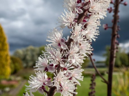 Makroaufnahme von Bilsenkraut (Cimicifuga simplex) 'Atropurpurea' blüht mit dichten Ähren kleiner, duftender, weißer Blüten im Frühherbst, violett gefärbt in der Knospe im Sonnenlicht mit verschwommenem Hintergrund