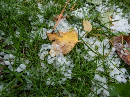 Close-up shot of white, round hailstones on the ground among grass and colorful autumn leaves. Weather condition