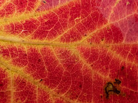 Macro shot of texture of a red and yellow leaf with visible cells, veins and pattern of leaf surface. Fall pigments - anthocyanin, chlorophyll, carotenoid, tanin