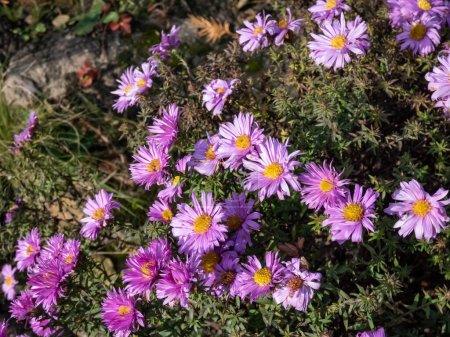 Close-up shot of bushy aster (Aster dumosus) 'Pink lace' flowering with bright pink clusters of star-shaped flowers in autumn,