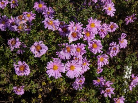 Close-up shot of bushy aster (Aster dumosus) 'Pink lace' flowering with bright pink clusters of star-shaped flowers in autumn,