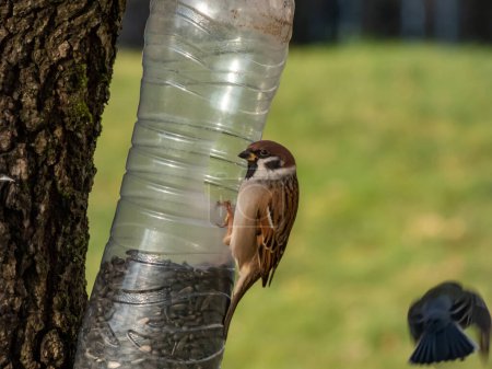 El gorrión de árbol eurasiático (Passer montanus) visitando el comedero de aves hecho de botella de plástico reutilizada llena de granos y semillas. Pájaro comiendo del biberón colgado en el árbol