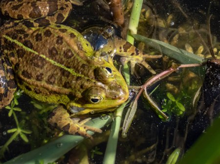 Close-up shot of a common water frog or green frog (Pelophylax esculentus) swimming in water among green leaves in summer