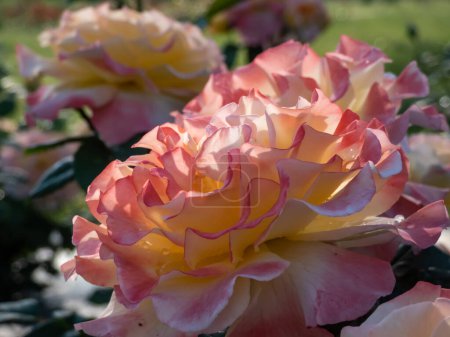 Primer plano de la roseta cuarteada plana y mediana de rica flor de albaricoque de David Austin, galardonado con el premio inglés, se levantó 'Port Sunlight' creciendo y floreciendo en el jardín