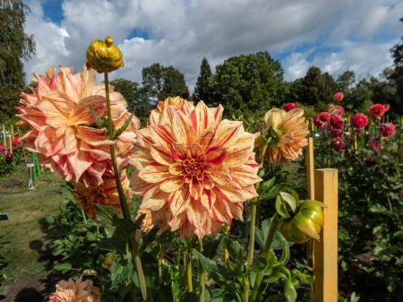Dahlia 'Elijah Mason' blooming with single, large bright yellow and orange flowers with interspersed red dots and long strips in autumn. Can produce solid blooms
