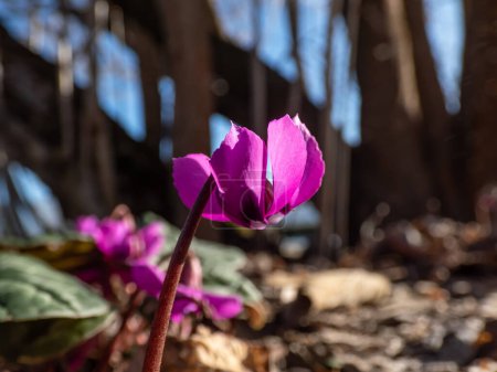 Nahaufnahme vom Persischen Veilchen, Saatbrot, östlichen Cyclamen, rundblättrigen Cyclamen (Cyclamen coum) mit herzförmigen, glänzenden Blättern und kleinen, rosa-violetten Blüten, die im zeitigen Frühling blühen