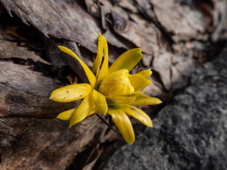 Gros plan d'un bourgeon d'aconite d'hiver (Eranthis hyemalis) 'Flore Pleno', une variation à fleurs entièrement doubles jaunes, émergeant du sol au début du printemps