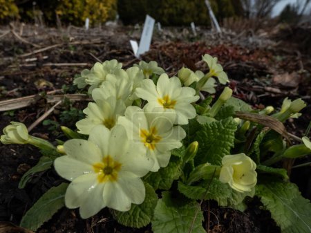 Macro shot of small yellow flower of the common primrose (primula) surrounded with green leaves emerging from the ground in early spring