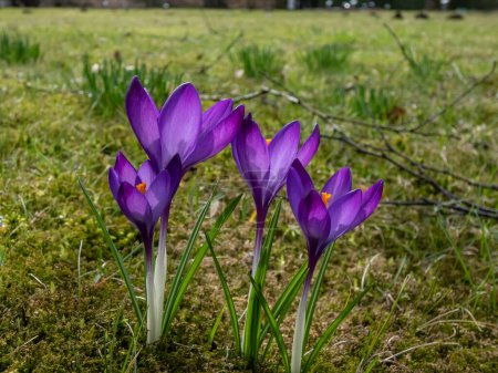 Close-up shot of violet spring crocuses (Crocus vernus) growing in a green lawn and flowering with visible orange pollen in early spring