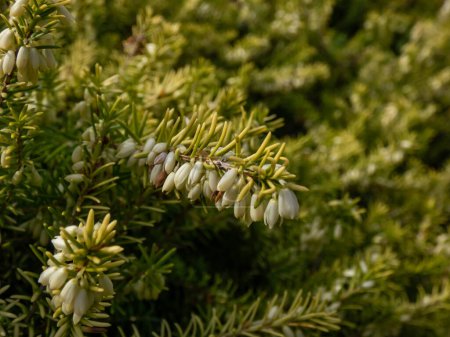 Macro del brezo (Erica carnea) 'Golden Starlet' con follaje verde lima floreciendo con flores blancas puras en racimos cortos en primavera