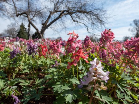 Gros plan de la fuméworte ou de l'oiseau de brousse (corydalis solida) fleurissant avec des fleurs étroites et longues en rose, mauve, blanc et violet au printemps
