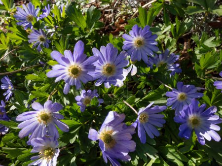 Nahaufnahme der blumenartigen Blume, der Balkananemone, der griechischen Windblume oder der Winterwindblume (Anemone blanda oder Anemonoides blanda), die im Frühjahr in der prallen Sonne im Garten blüht