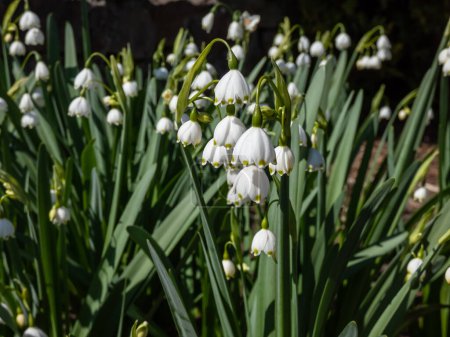Close-up shot of the Summer snowflake or Loddon lily (leucojum aestivum) flowering with white pendant flowers with greenish marks in the garden