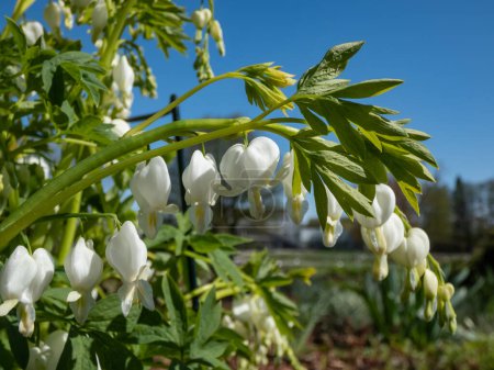 Weißes blutendes Herz (Dicentra spectabilis) 'Alba' mit geteiltem, hellgrünem Laub und gebogenen, reinweißen, herzförmigen Blüten mit hervorstehenden weißen Blütenblättern, die im Garten über dem Laub baumeln