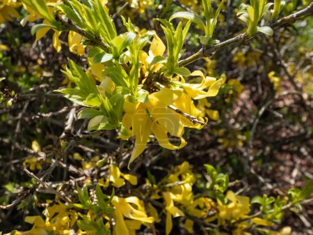 Makro von Laub-Strauch der Osterbaum (Forsythia) 'Goldflut' in voller Blüte mit hellgelben Blüten in hellem Sonnenlicht im zeitigen Frühling