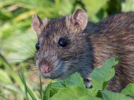 Close-up shot of the Common rat (Rattus norvegicus) with dark grey and brown fur walking in green grass in bright sunlight