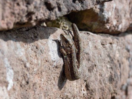 Close-up shot of the Viviparous lizard or common lizard (Zootoca vivipara) sunbathing in the brigth sun on the vertical rock wall in the garden