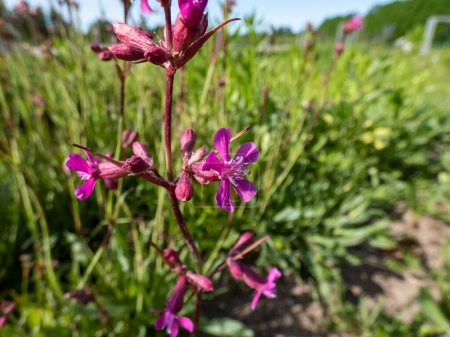 Close-up shot of the Sticky catchfly or Clammy campion (viscaria vulgaris) flowering with bright rosy-pink flowers in the garden in summer