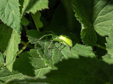 Green huntsman spider (Micrommata virescens) hiding among green leaves in summer