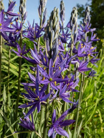 Close-up of the Great camas or large camas (Camassia leichtlinii) flowering with spikes of star-shaped blue flowers with yellow anthers through grassy leaves in a garden in summer