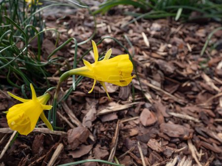 Gros plan sur la variété de la jonquille Narcisse bulbocodium subsp. obésité avec une fleur jaune vif par tige en plein soleil au printemps
