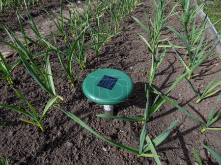 Nahaufnahme des Ultraschall-, solarbetriebenen Maulwurf- oder Repeller-Geräts im Boden in einem Gemüsebeet inmitten kleiner Zwiebelpflanzen im Garten. Gerät mit Piepton, um Schädlinge fernzuhalten