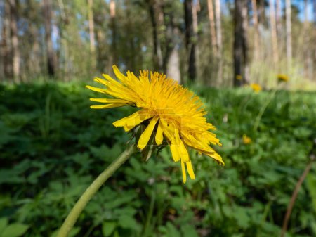 Macro shot of bright yellow dandelion (Lion's tooth) in bright sunlight flowering among green vegetation with forest in the background