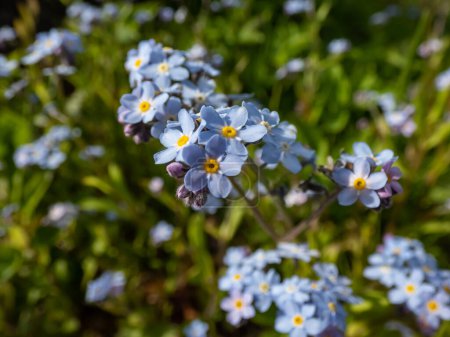 Plante à fleurs printanières bleu ciel - les fleurs en bois oubliées (Myosotis sylvatica) poussant et fleurissant dans la forêt au soleil au printemps