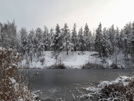 Winter scenery. Big trees and bushes completely covered with large amount of snow in a forest area with a lake covered by ice on a gloomy day with grey sky in background