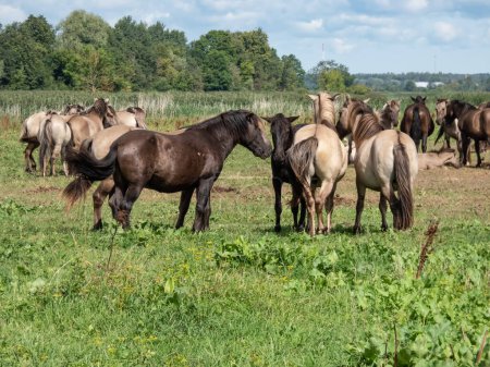Group of grey and black Semi-wild Polish Konik horses spending time together in a floodland meadow with green vegetation in summer. Wildlife scenery. Wild horse reintroduction