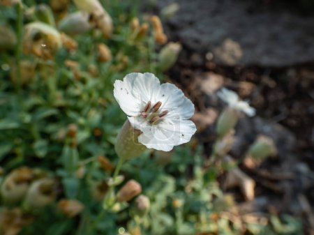 Mat-forming plant Sea Campion (Silene uniflora) blooming with solitary, white flowers with five deeply notched petals, the 5 sepals fused and inflated to form a bladder