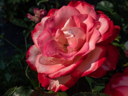 Nahaufnahme der einzigartigen, zweifarbig - weiß-rot umrandeten Blütenrose "Jubiläum des Fürsten von Monaco". Die Blüten sind voll, gelb bis weiß mit zinnoberroten Rändern im hellen Sonnenlicht im Garten