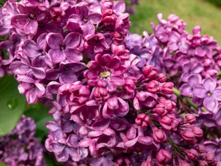 La galardonada Common Lilac (Syringa vulgaris) 'Andenken an Ludwig Spath' florece con panículas delgadas llenas de flores rojas de vino increíblemente fragantes, solteras y profundas en primavera