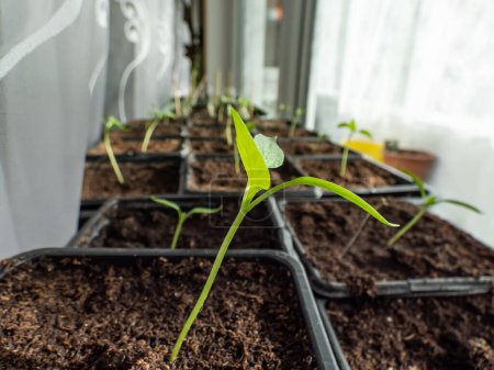 Foto de Primer plano de pequeñas plantas de pimiento verdes cultivadas en casa que crecen en macetas en un alféizar de la ventana a la luz del sol brillante con cortinas blancas visibles. Plántulas germinantes. Alimentos que crecen de semillas - Imagen libre de derechos