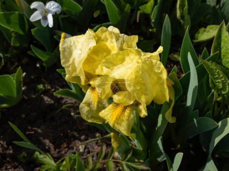 Pygmy iris or dwarf iris (Pumila Hybrida) Excelsa blooming with light primrose yellow bitone and yellow beards in early summer
