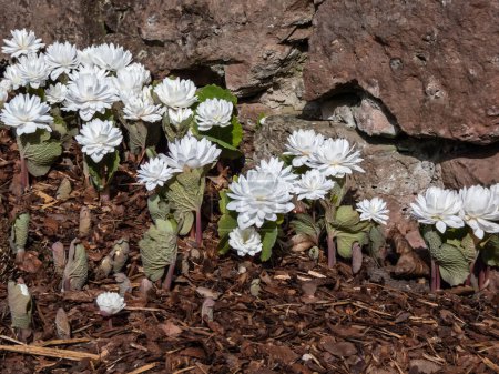 Zierpflanze der Blutwurz (Sanguinaria canadensis) Multiplex mit großen, vollen, weißen Blüten im Sonnenlicht, die im zeitigen Frühjahr blühen
