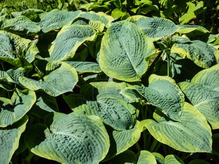 Hosta sieboldiana 'Samurai' with huge, thick blue wide green leaves with irregular yellow margins growing in the garden in bright sunlight