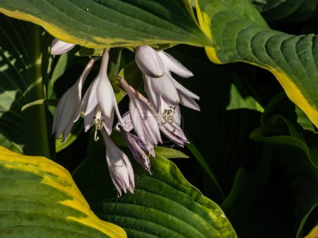 Hosta 'Abba dabba do' con hojas de color verde oscuro, largas, en forma de lanza y ligeramente retorcidas con márgenes de oro claro que florecen con flores de lavanda pálida en el jardín a la luz del sol