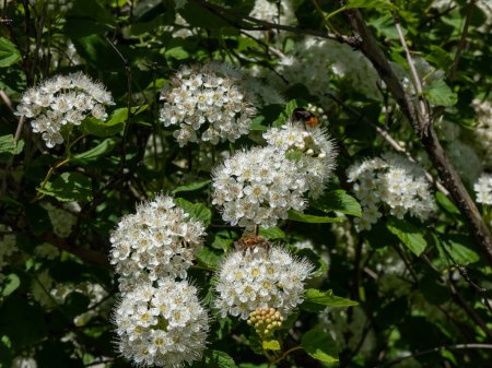 The common, Atlantic or simply ninebark (Physocarpus opulifolius) flowering with white flowers in the park in summer