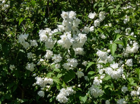 Nahaufnahme der jungfräulichen Scheinorange (philadelphus x virginalis) 'Girandole' - doppelblütig blühender Laubhybridstrauch mit auffälligen, weißen Blüten im Park