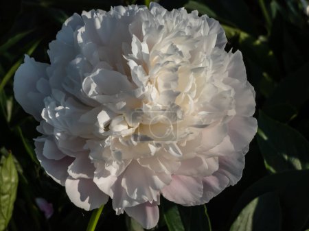 Peony (Paeonia lactiflora) 'Cornelia Shaylor' flowering with flesh-white and pale rose-colored flowers in summer in bright sunlight