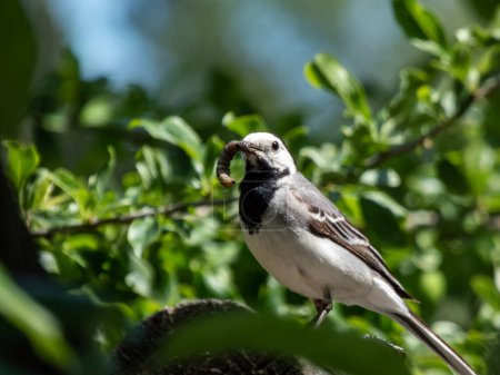 The white wagtail (Motacilla alba) with white and black plumage and with the characteristic long, constantly wagging tail holding insects in beak. Bird and prey