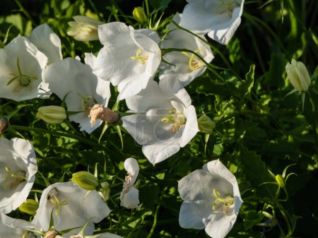 The tussock bellflower or Carpathian harebell (Campanula carpatica)Alba flowering with pure white, bell-shaped single flowers on short stalks just above its foliage in summer